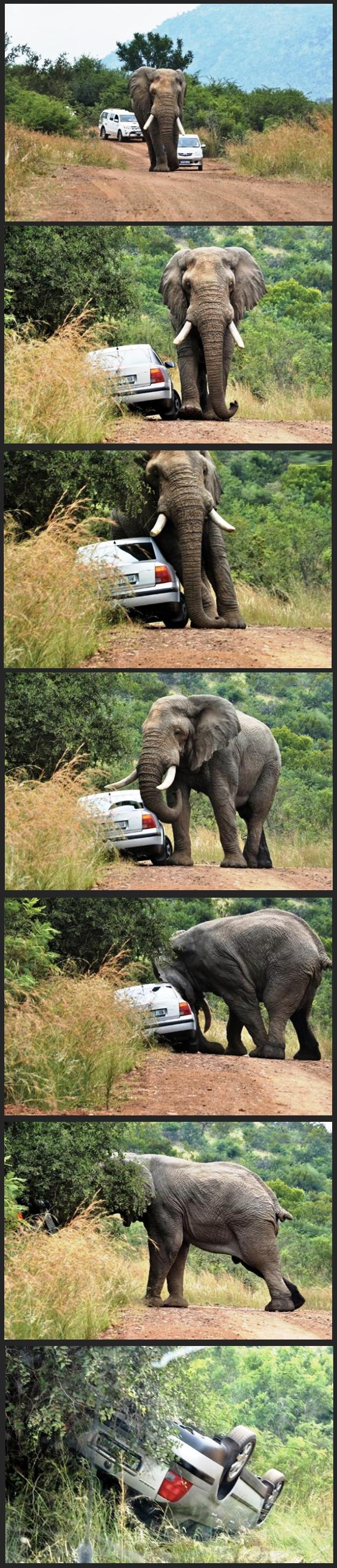 Elephant Gets Road Rage Picture Series