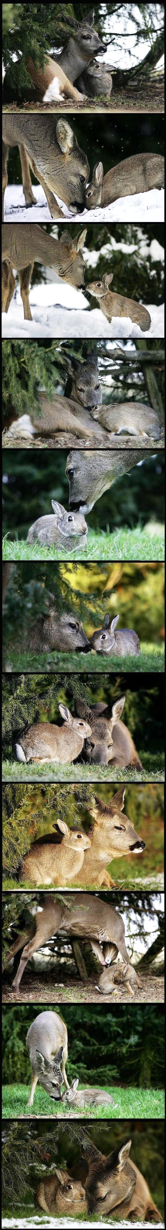 Bambi and Thumper Friends Picture