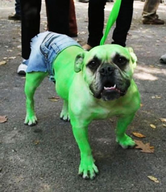 Incredible Hulk Dog Costume