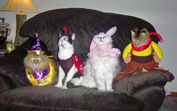 Awesome Cat Costume Party Picture