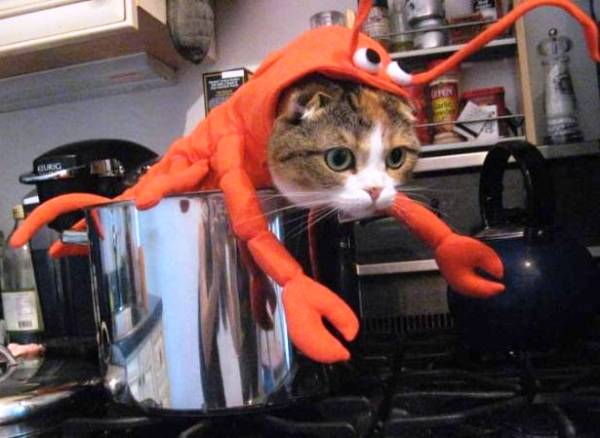 Cat Dressed Up As Lobster