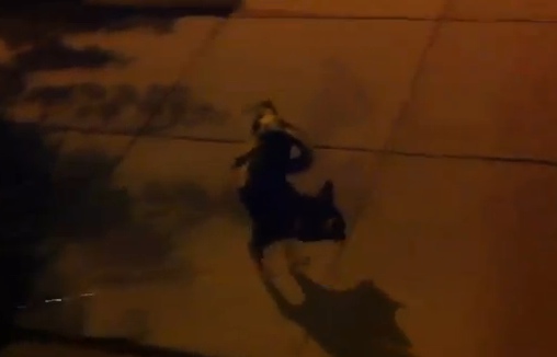 normal puppy behavior this is not normal behavior normal puppy behavior this is not normal behavior