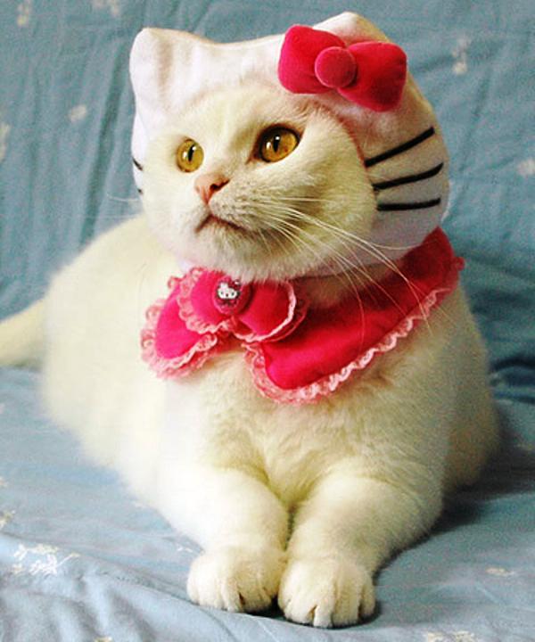 Hello Kitty Cats In Costumes
