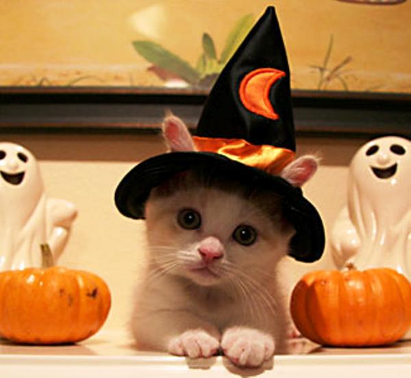 Kitten Witch