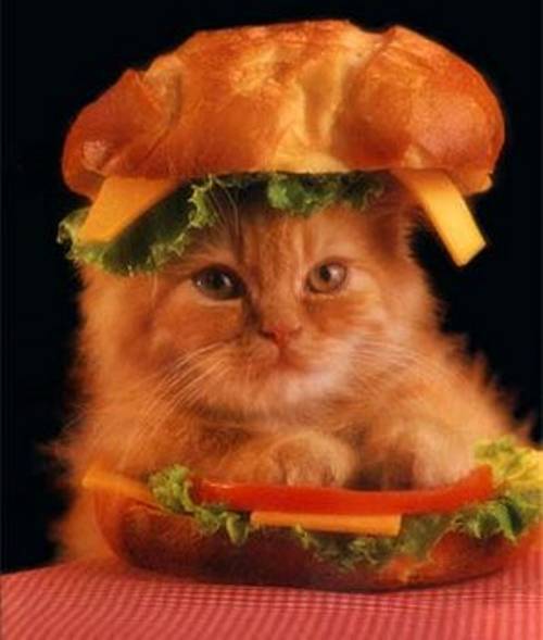 Kitten In Hamburger