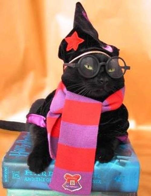 Cat Dressed As Harry Potter