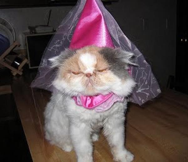 Princess Cat Costume Photos