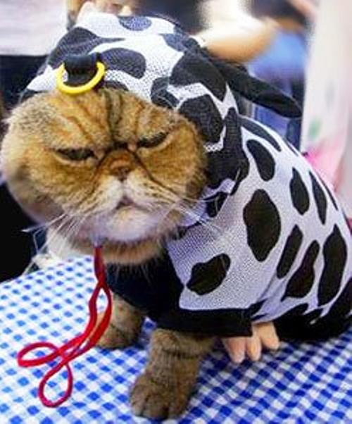 Sad Cat In Costume Picture