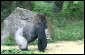 Gorilla Fuck This Shit Reaction GIF