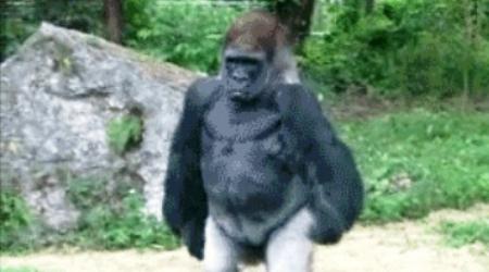 Gorillas porn gif free porn compilations