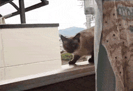 How I Feel On Monday Mornings Cat GIF