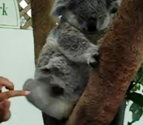 Tickle a Koala
