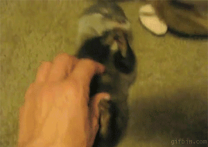 Tickling Baby Otter GIF