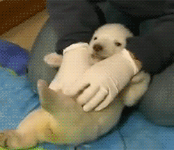 Tickling A Baby Polar Bear GIF