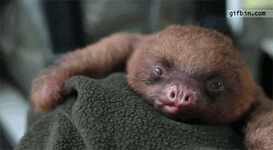 Yawning Baby Sloth GIF