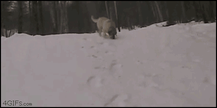 Puppy Experiences Snow For The First Time GIF