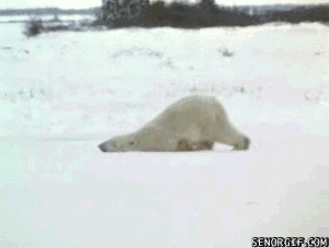 Polar Bear Monday Mornings GIF