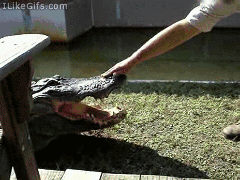 Alligator Hand Best Fail GIFs