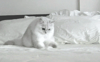 Invisible Cat Scratch GIF