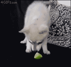 Puppy Tries A Lime GIF