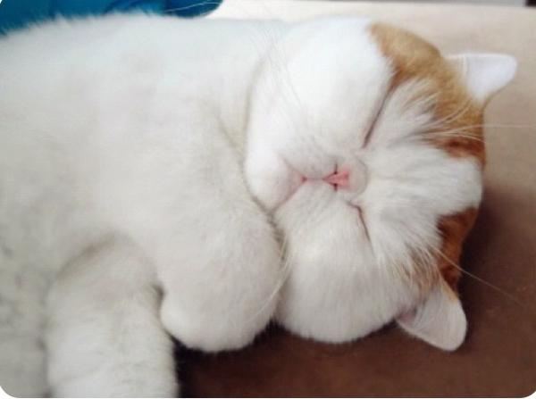 Snoopy Cat Sleeping