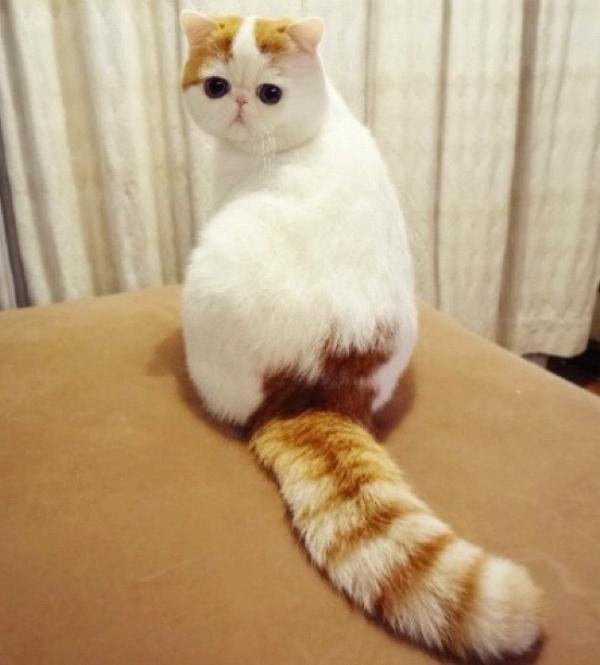 Cutest Cat Ever Snoopy Tail