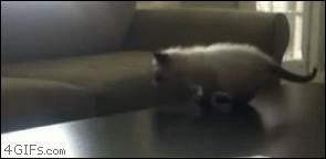 Kitten Jump Fail GIF
