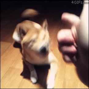 Dog Plays The Perfect Double Shot Dead Trick GIF