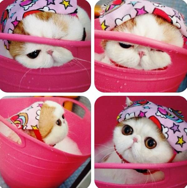 Cutest Exotic Short Hair Cat Bath Picture