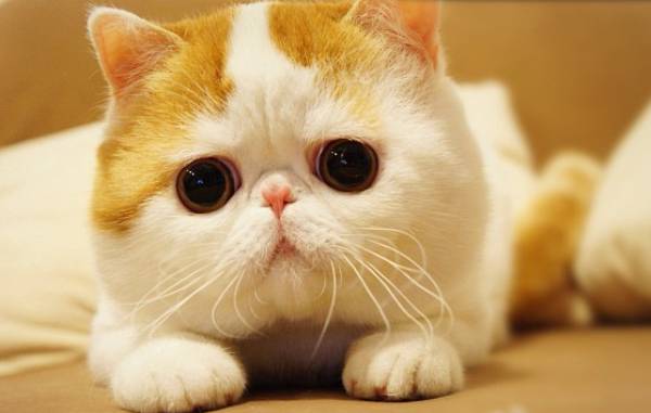 Cute Cat Has A Flat Face