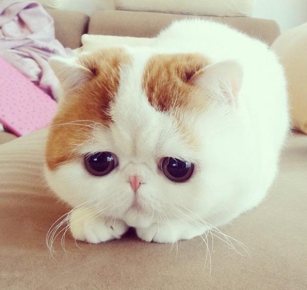 Cutest Cat Ever Face