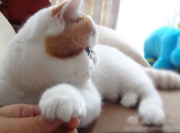 Instagram Cat Paw Photo