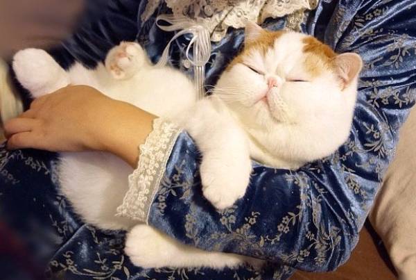 Cutest Cat Ever Sleeping In Arms