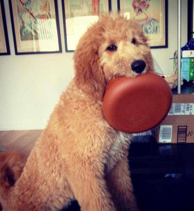 Doodle Puppy Frisbee Photo