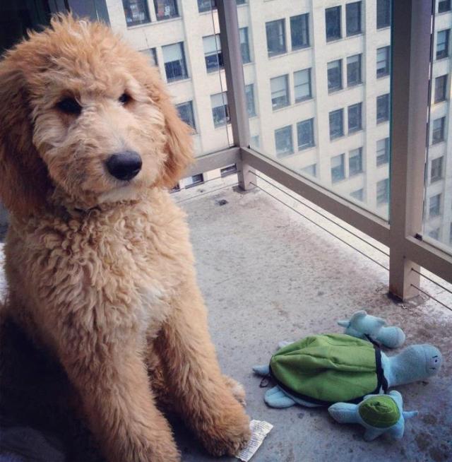 Cutest Golden Doodle Puppy Sitting