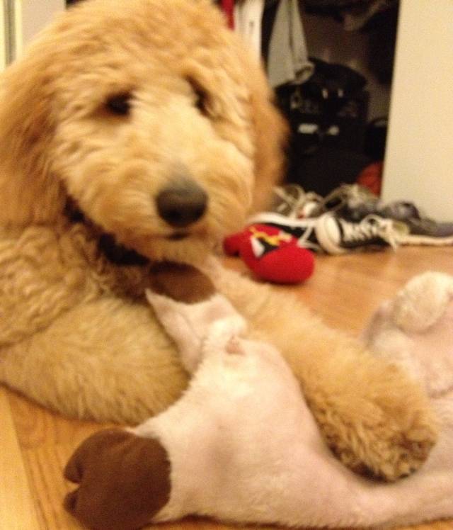 Doodle Puppy Plays With Toy