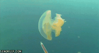 green-dye-jellyfish Following A Jellyfish With Green Dye GIF