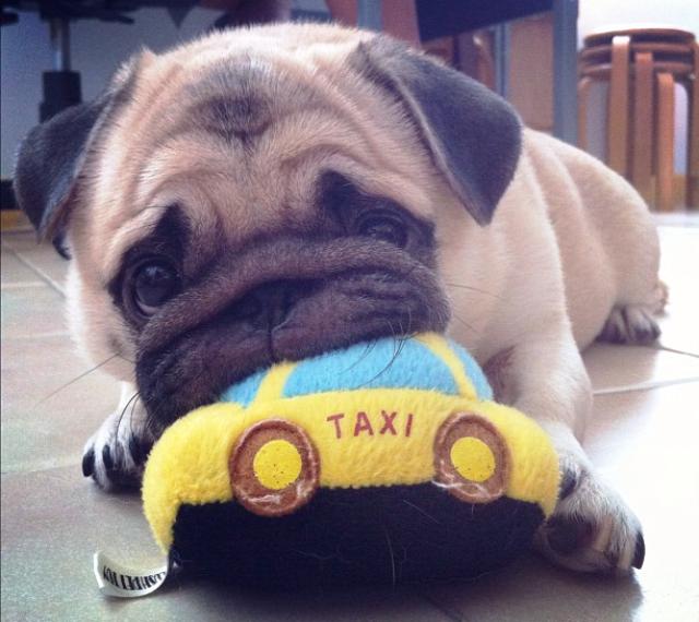 Honey the Pug Eating His Toy
