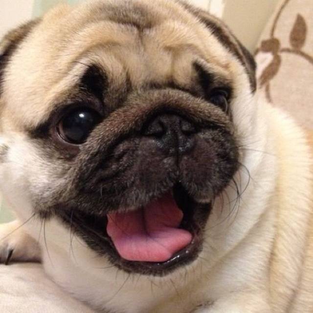 Honey Instagram Pug Mouth