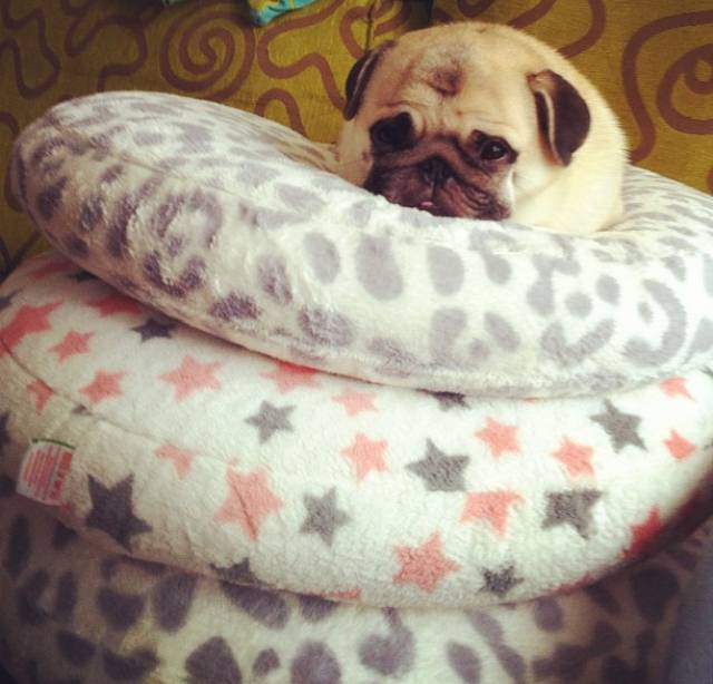 Honey the Adorable Pug Pillows
