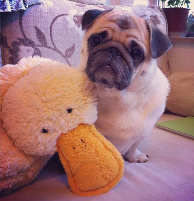 Cute Pug With Stuffed Duck