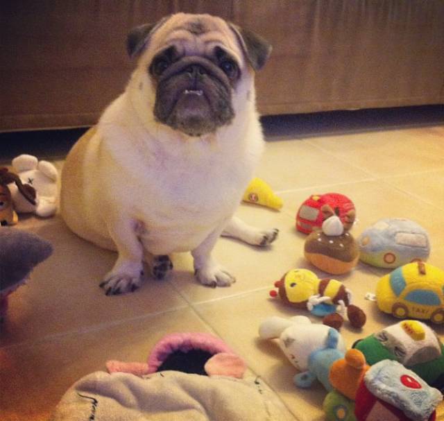 Honey The Pug With Toys