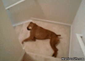 funniest-dog-gifs-stairs.gif
