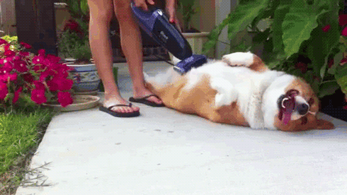 21 Of The Funniest Dog GIFs You Will Ever See