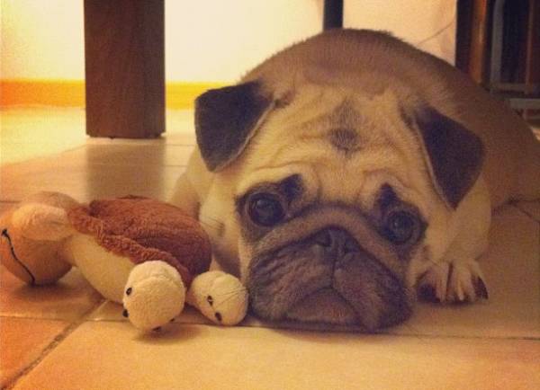 Cute Pug Smushed Face