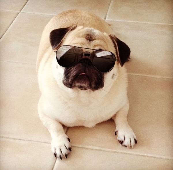 Honey the Pug Sunglasses