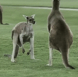 Kangaroos Just Like Humans GIF