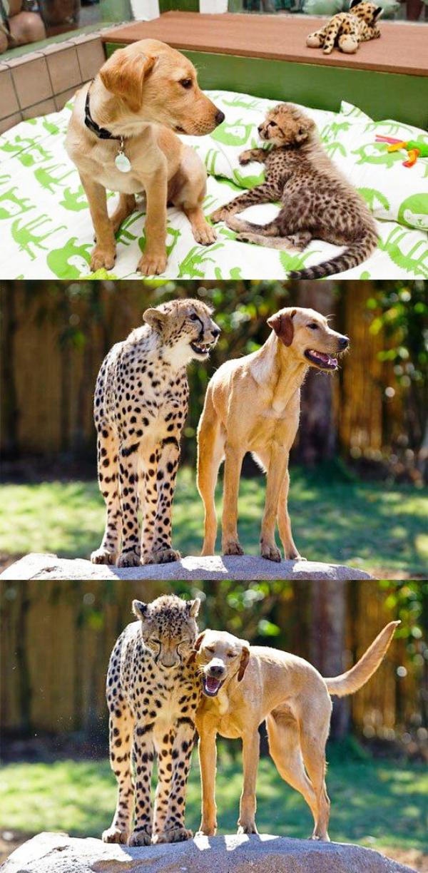Leopard and Dog Become Best Friends
