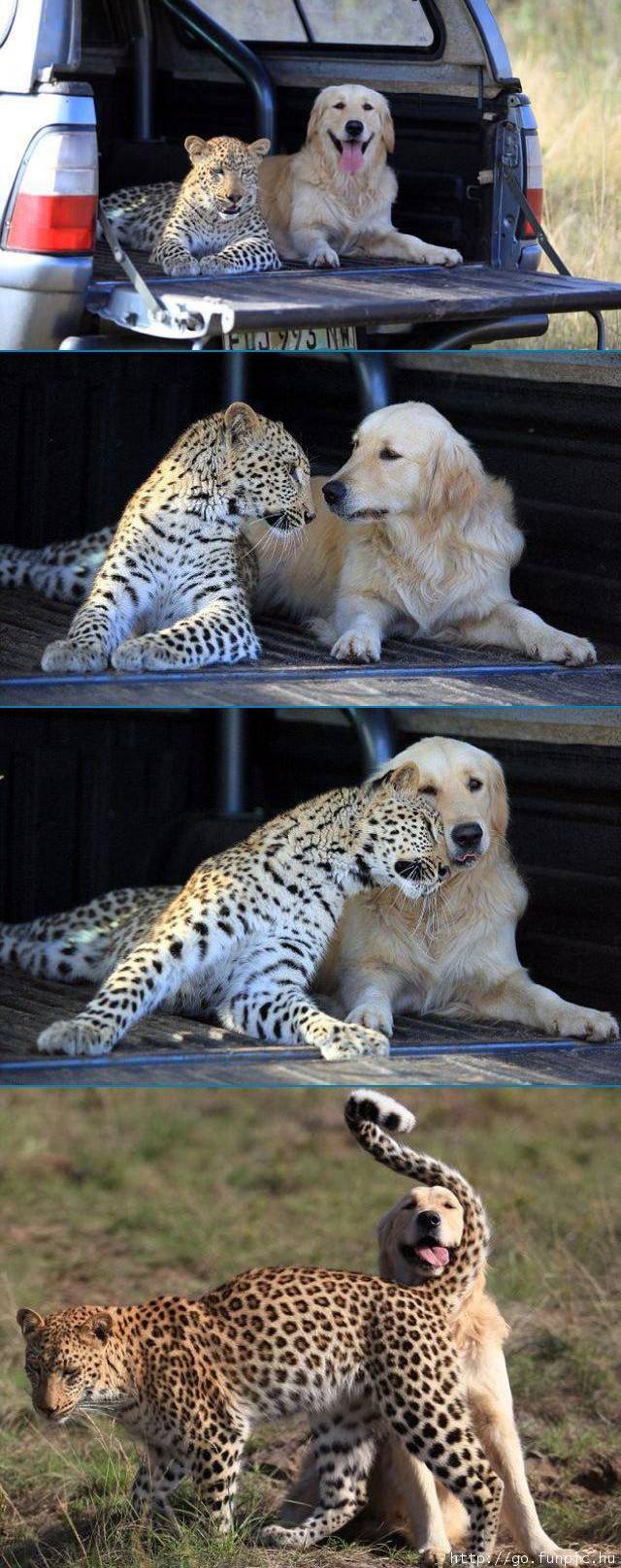Adorable Unusual Animal Friendships Cheetah and Labrador Friendship