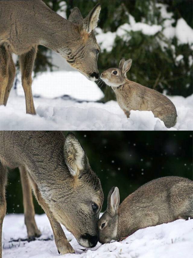 Unusual Animal Friendships Deer and Rabbit